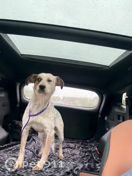 Lost female dog, Lilac Terrace, Little Rock - photo