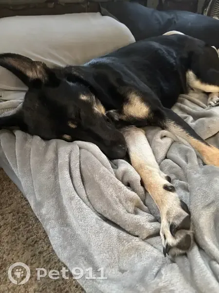 Lost female dog, Barricks Road, Louisville - pink collar with black loop - photo