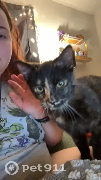 Lost female cat, Wolf Lake Road, Grass Lake - tortoiseshell - photo