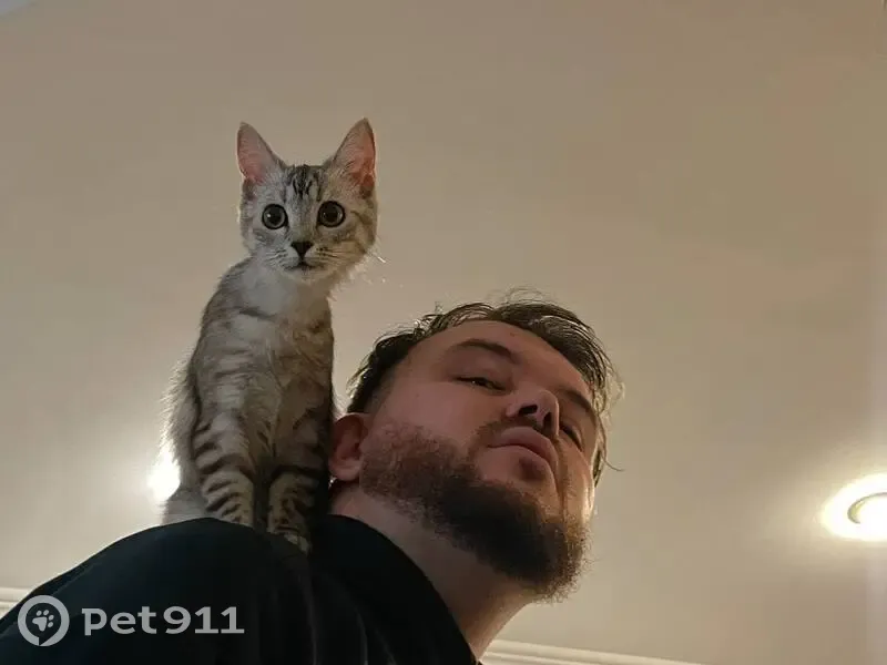 Зникла кішка, вулиця Клима Савури, 10, Тернопіль - сірий окрас в смужку - photo