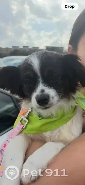 Lost female dog, Eldridge Parkway, Houston - mixed Pekingese and Chihuahua - photo