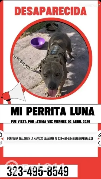 Found female dog, Gardena, California - very affectionate - photo