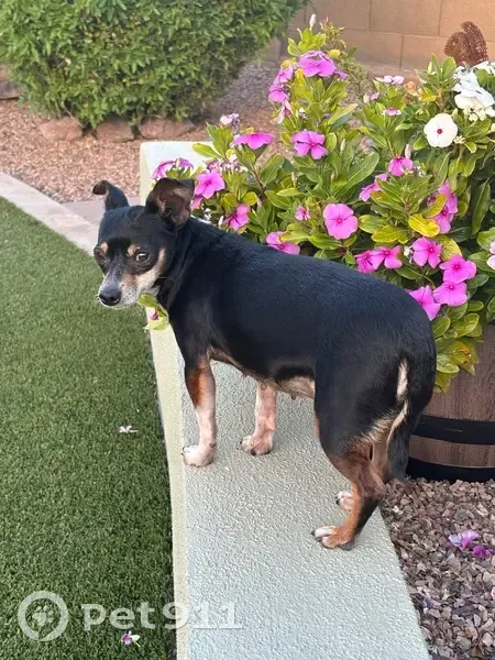 Lost female dog, North 15th Drive, Phoenix - black with brown and white legs - photo