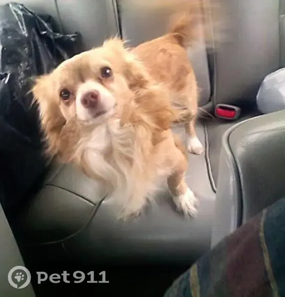 Lost male dog, Esters Road, Irving - tan/yellow long hair chihuahua - photo
