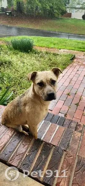Found female dog, Beacon Ridge Drive, Clemson University - young shepard/lab mix - photo