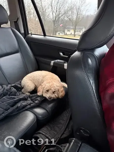 Lost female dog, Elk Creek Road, Elk Creek - mini Aussie doodle with pink collar - photo