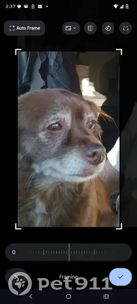 Lost Female Dog, Interstate 20, Bremen, Avon - Chihuahua mix, brown hair - photo