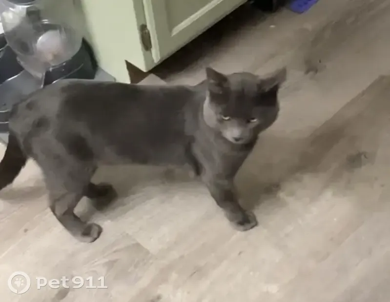 Lost male cat, East Annalyn Drive, Salt Lake City - grey with scars - photo