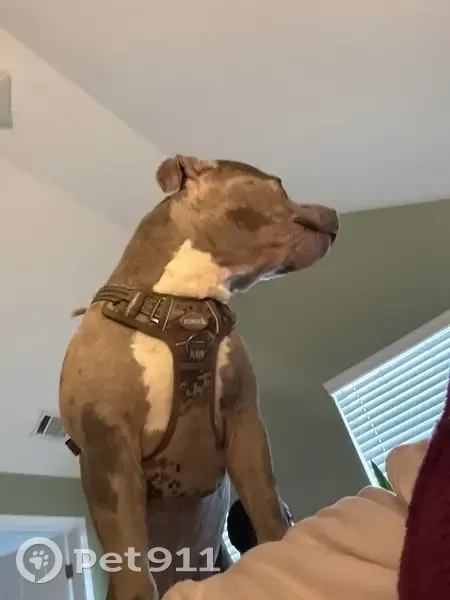 Lost male dog, Lake Forge, 3479, Fairburn, Atlanta - Merle brown/white - photo