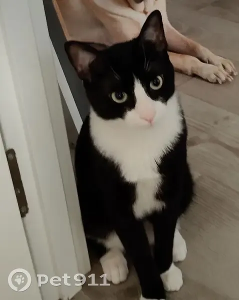 Perdido gato macho, Ramón y Cajal, 34, Maracena, Granada - responde al nombre de Felipe - photo