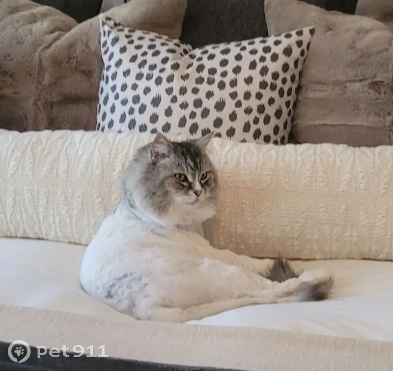 Lost male cat, Elm Ridge, San Antonio - white and grey with lion cut - photo