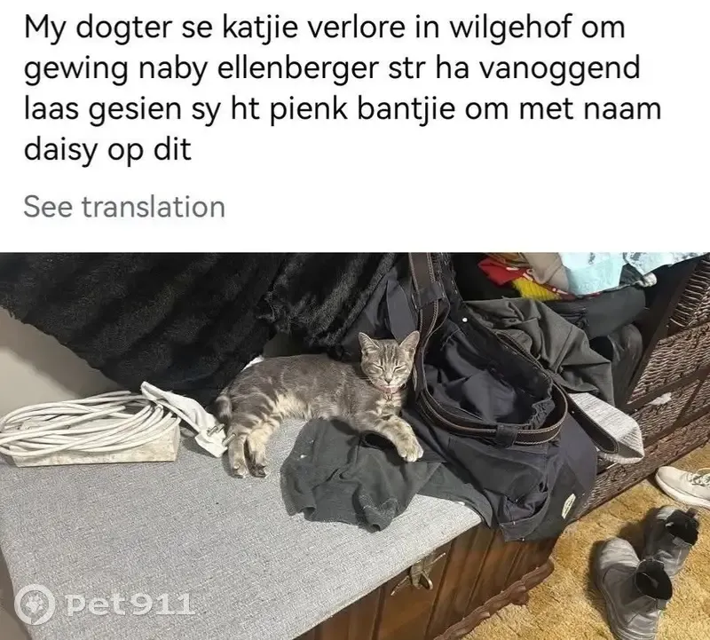 Lost female cat, Froneman Street, Bloemfontein - pink collar with name Daisy - photo