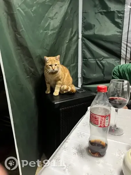 Perdido gato masculino, Carrer México, La Nucia, Benidorm - ojos verdes - photo