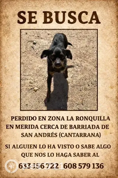 Perdido perro masculino, zona la ronquilla, Mérida - photo