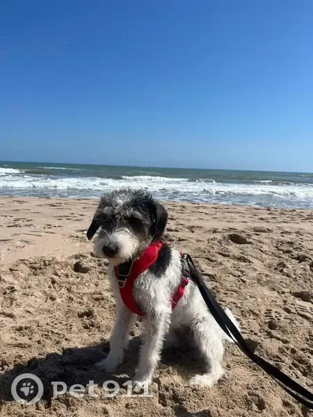 Perdido perro hembra, Carrer Ròtova, 19, Gandia - arnés rojo - photo