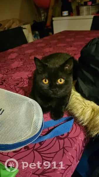 Perdido gato hembra, Carrer de Josep Cuxart i Cases, 53, Cornellà de Llobregat - British negra de ojos naranjas - photo