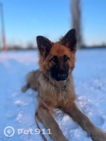 Lost male dog, Bath, Maine - golden shepherd with chain collar - photo