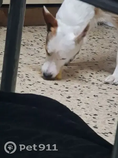 Perdido perro masculino, Lugar Rañe, 11, Redondela - ojos azules casi blancos - photo