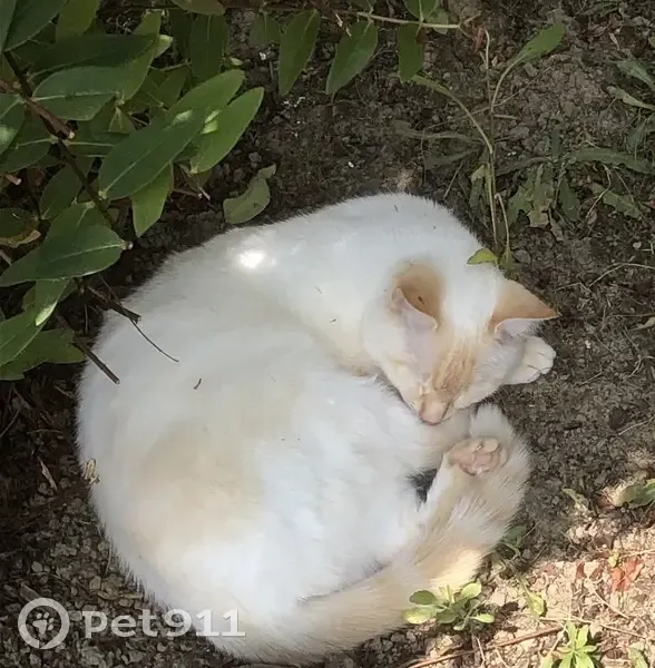 Chat perdu, Saint-Loup-Cammas, Montauban - crème/beige yeux qui louche - photo