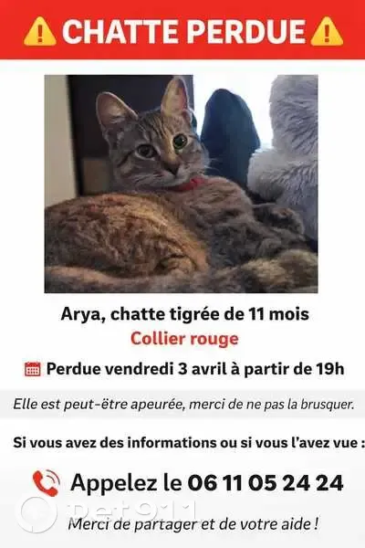 Chat perdu, Chemin du Jonquet, Toulon - Arya pucée et stérilisée - photo