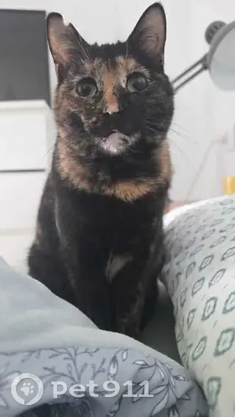 Perdido gato hembra, Avenida de la Paz, El Puerto de Santa María - muy asustadiza - photo