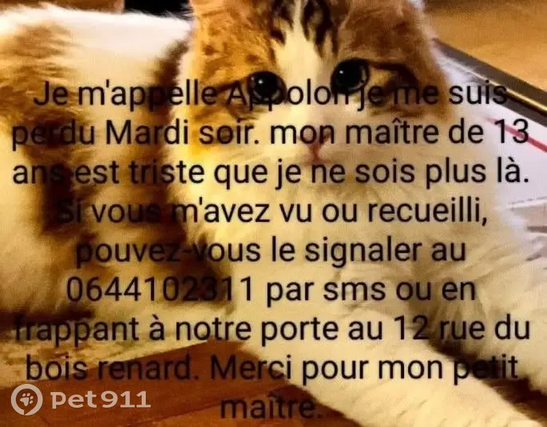 Perdu Chat, Rue du Bois Renard, 15, Les Achards, La Mothe-Achard - poils longs blancs et tâches rousses - photo