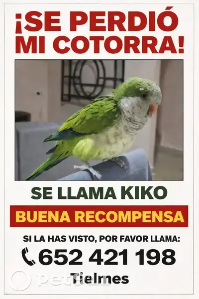 Encontrado ave hembra, Paseo de la Estación, 34, Tielmes, Arganda - verde baila bachata - photo