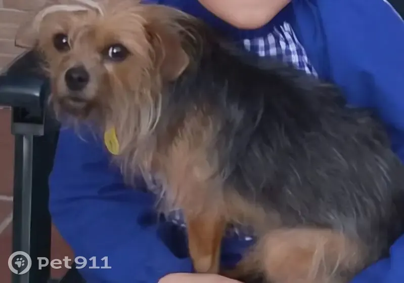 Perdido perro hembra, Calle Cibeles, 2, Cortijo del Aire, Granada - Dina, color negro y poco marrón - photo