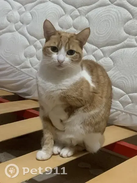 Perdido gato hembra, Calle San Pascual, Torrevieja - photo