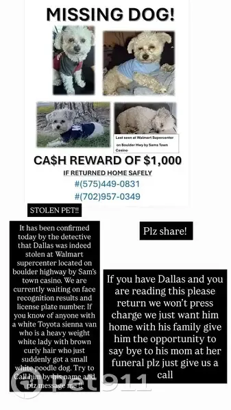 Lost male dog, Boulder Highway, 5198, Las Vegas - small Poodle with tan hints - photo