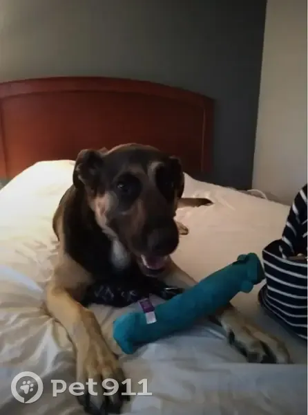 Lost Dog, Portland, Oregon - Black & Tan German Shepherd - photo