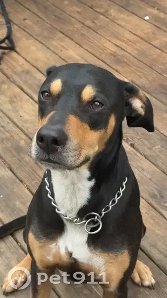 Lost male dog, Mountain Springs Place, Kennesaw - black with brown and white markings - photo