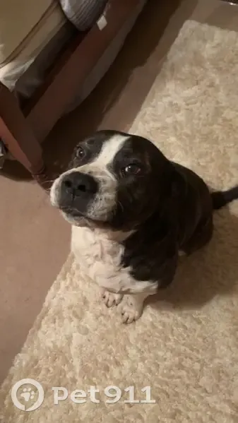 Lost male dog, Falcon Lane, Carnesville - white and brown American Bulldog mix - photo