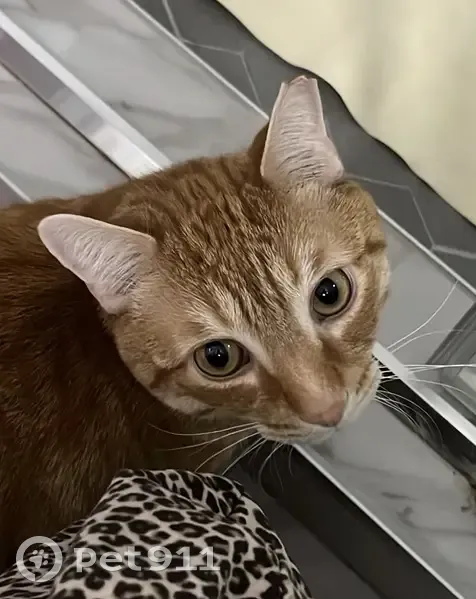 Lost male cat, Dudley Avenue, 3600, Baltimore - orange tabby - photo