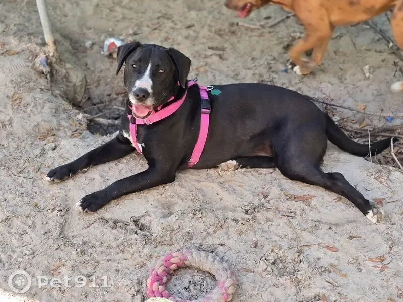 Lost Female Dog, Sweetgum Drive, Bainbridge - Black Lab with orange collar - photo
