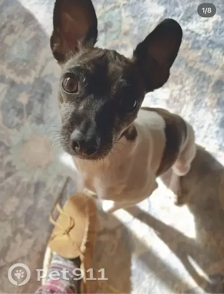 Lost female dog, Brandywine Drive, Dover - rat terrier chihuahua mix - photo
