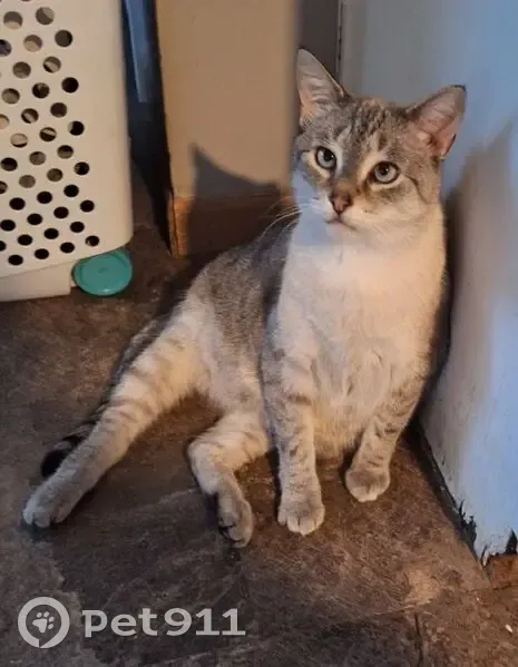 Lost male cat, Bucktown Road, Williamsburg - white and grey siamese - photo