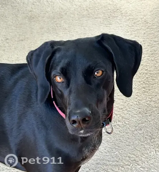 Lost female dog, Redden State Park, Ocean View - black lab/pointer mix - photo