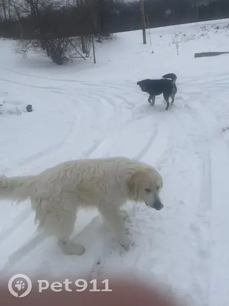 Lost male dog, Pumpkin Valley Road, 348, Eidson, Sneedville - big white with an orange collar - photo