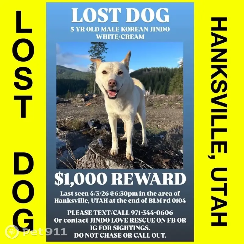 Lost male dog, BLM 0104, San Bernardino - Korean Jindo with red ears - photo