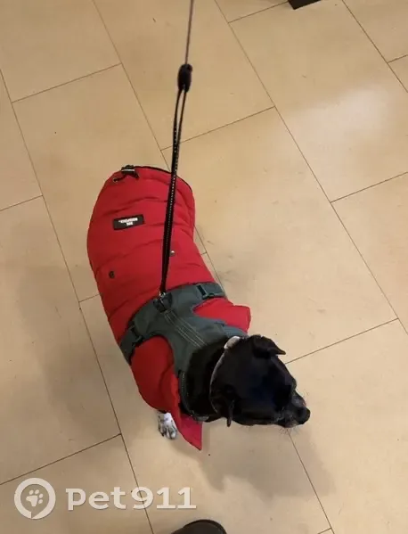 Lost female dog, Brooklyn, Queens - very friendly - photo