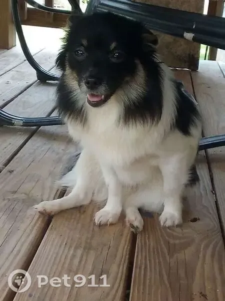 Lost female dog, Cabarrus Avenue West, 730, Concord - black/white with brown eyebrows - photo