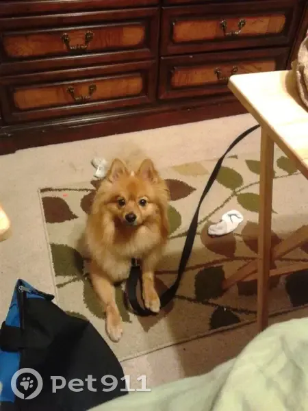 Lost Male Dog, Calumet Park, Illinois - Small Pomeranian - photo