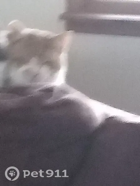 Lost male cat, South Lawnview Drive, Austin - yellow and white, partially blind - photo