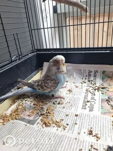 Found female bird with leg ring, Sladen Street, 202, Casey City - photo