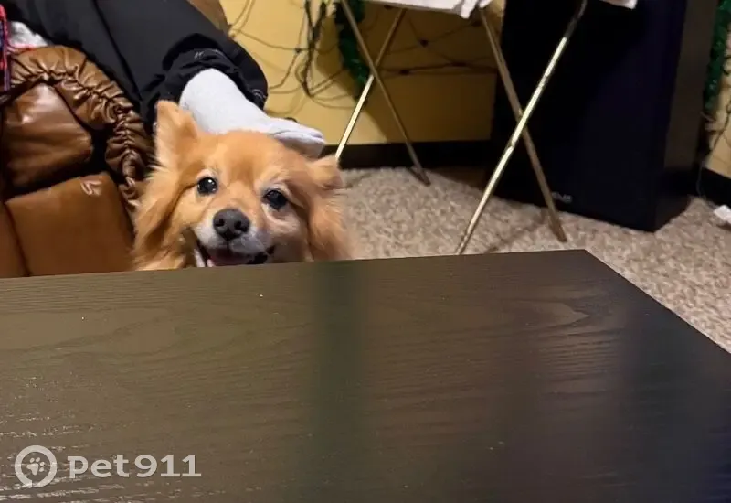 Lost Male Dog, Calumet Park, Illinois - golden brown Pomeranian - photo