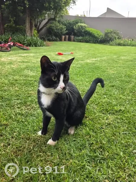 Lost male cat, Riley Road, 10, Germiston - tuxedo with white socks - photo