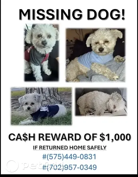 Lost male dog, Boulder Highway, Las Vegas - small white poodle - photo