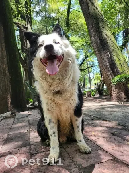 Perdido perro masculino, Calle Rumania, 1109, Ciudad de México - pelaje chino - photo