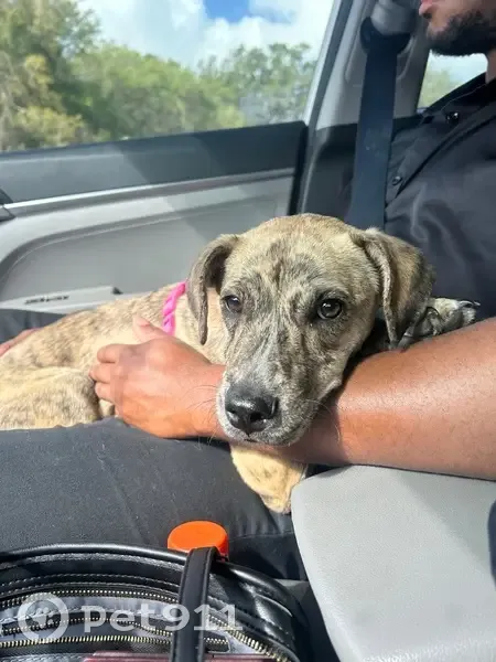 Lost female dog, Southeast 167th Place Road, Lady Lake - brindle color - photo